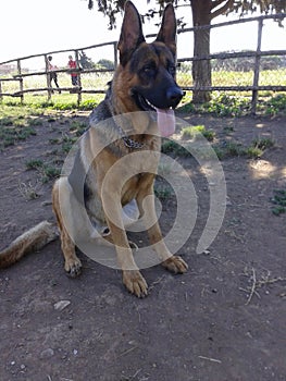 German shepard at the parco degli acquedotti