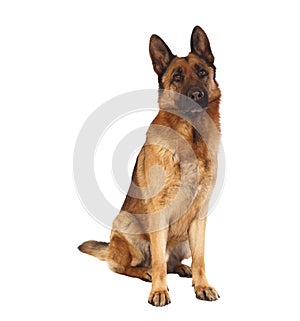 German shepard portrait