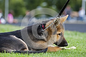 German shepard puppy