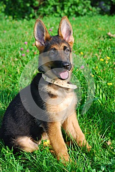 German shepard puppy