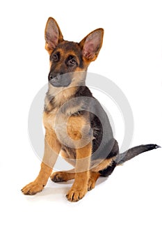 German shepard puppy