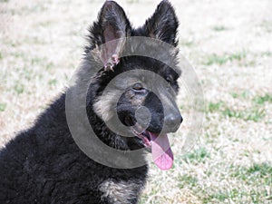 German Shepard Puppy