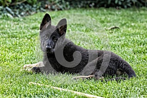 German shepard puppy dog laying in grass and looking back