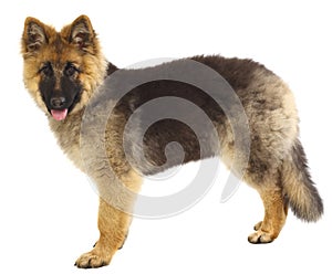 German shepard puppy on white