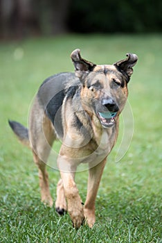 German Shepard Running in Grass with Ball