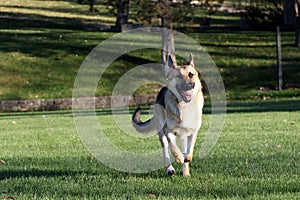 German Shepard running with his ball horizontal