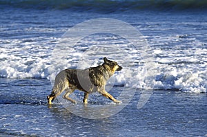 German Shepard running in surf, Northern CA