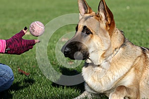 German Shepard staring intently at his ball being tossed