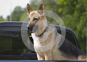 German shepard taking a ride in the truck