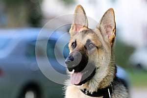 German Shepard waiting for a command