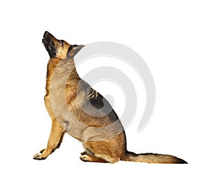 German shepard on white photo