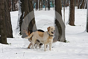 German Sheperd and Labrador Retreiver