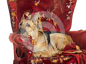 German Sheperd looking dipressed on a destroyed armchair