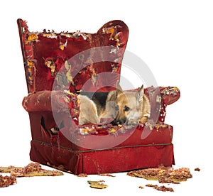 German Sheperd looking dipressed on a destroyed armchair