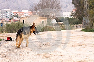 German sheperd playing photo