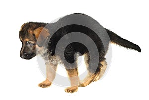 German Sheperd Puppy photo