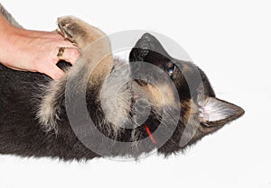 German Sheperd Puppy photo