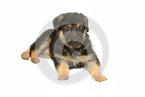 German Sheperd Puppy photo
