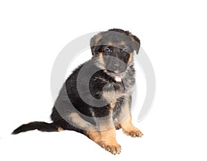 German Sheperd Puppy