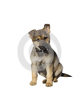 German Sheperd Puppy photo