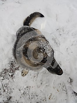 German Sheperd in the snow