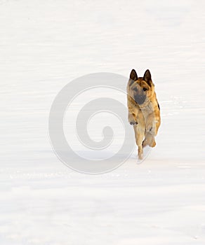 German sheperd on snow