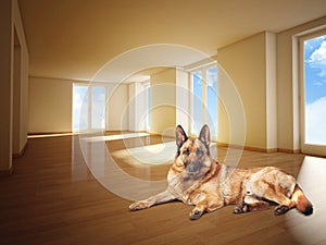 German sheperd on wood floor