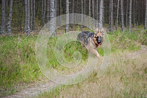 German Shephard