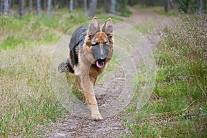 German Shephard