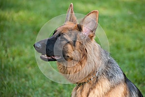 German Shephard