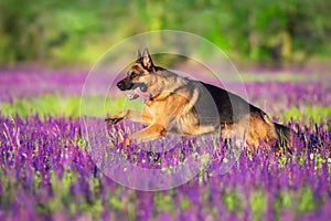 German shephard dog