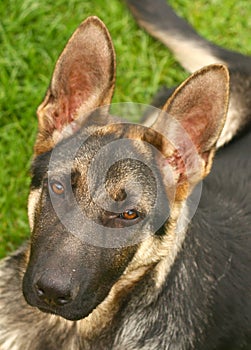 German shephard dog