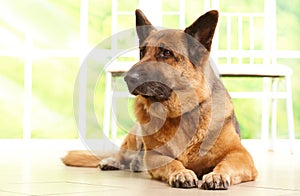 German shephard dog laying