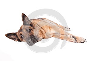German shephard dog laying