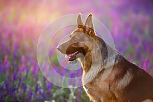 German shephard dog portrait