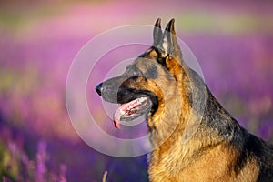 German shephard dog portrait