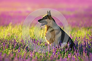 German shephard dog portrait