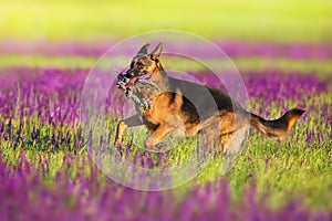 German shephard dog on salvia flowers