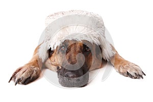 German shephard dog wearing hat