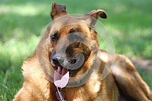 German shephard on a green grass of a summer field