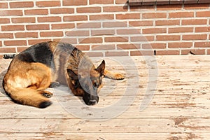 German shephard laying on a deck