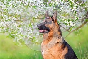 German shephard portrait