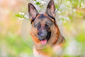 German shephard portrait