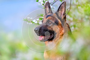 German shephard portrait