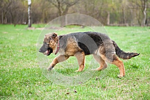 German Shephard puppy