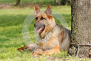 German shephard (shepherd) dog portrait