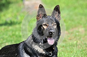 German shepherd