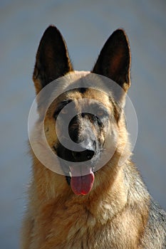 German Shepherd