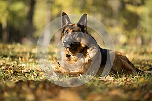 German shepherd