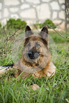 German Shepherd